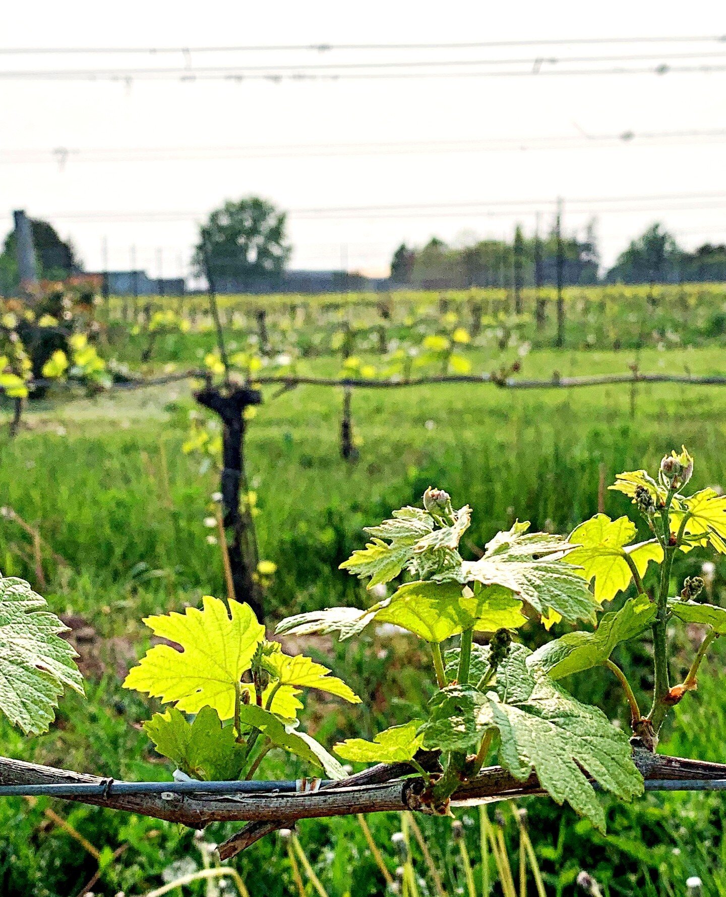 ⚡️ And so - starts the 2023 vintage! ⚡️⁠
⁠
The vineyard has been pruned and cleaned. The buds are in full bloom. ⁠
⁠
There is excitement in the air for what this season will bring!⁠
⁠
⚡️ Things are off to an excellent start! ⚡️⁠
⁠
⁠
⁠
⁠
⁠
⁠
⁠
#experi