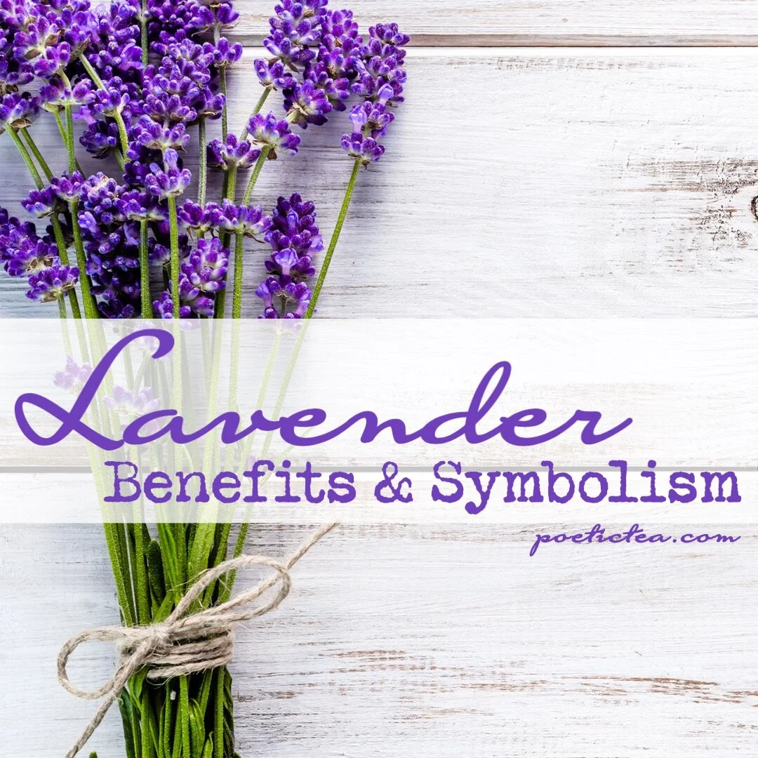 Lavender:  Symbolism and Benefits