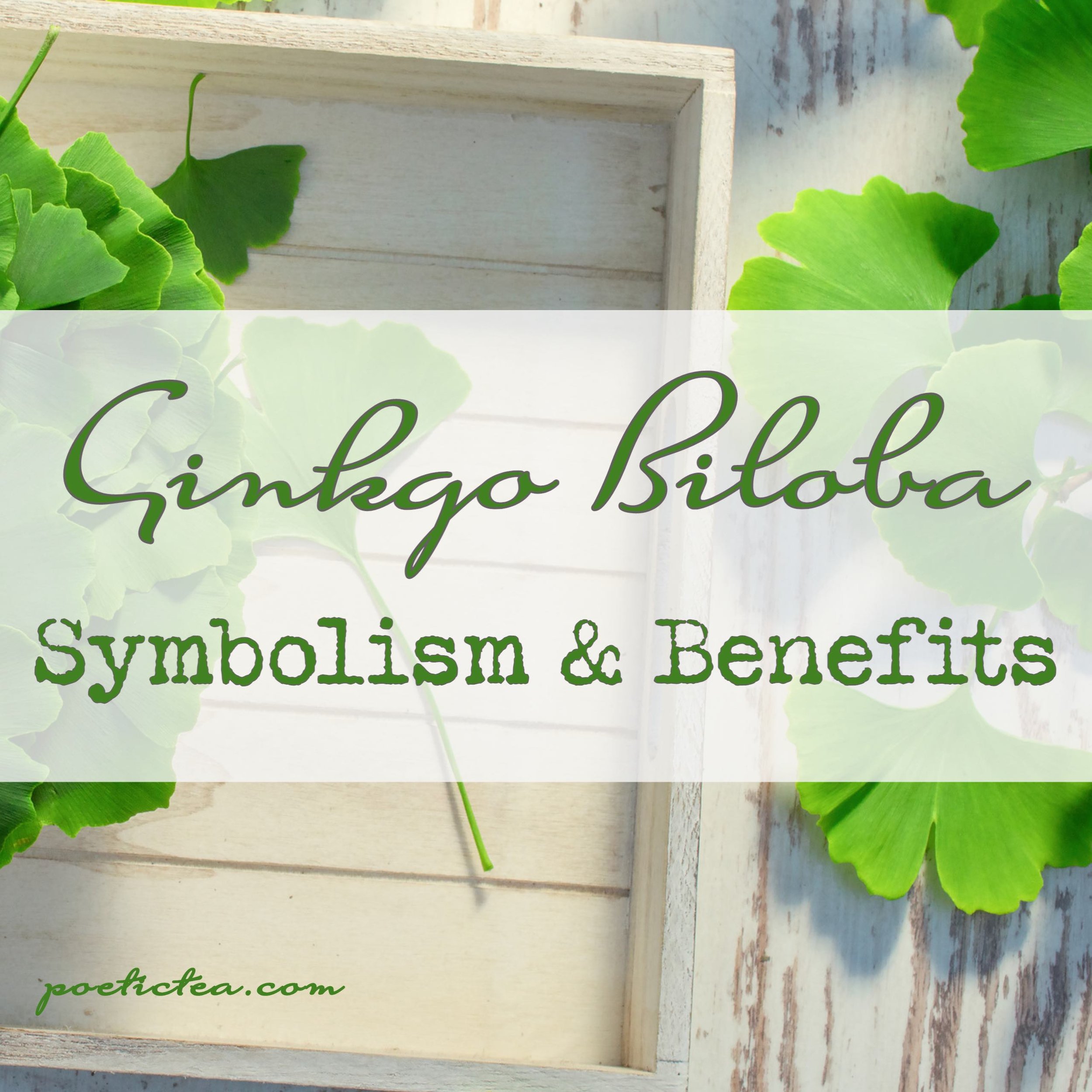 Gingko Biloba:  Symbolism and Benefits