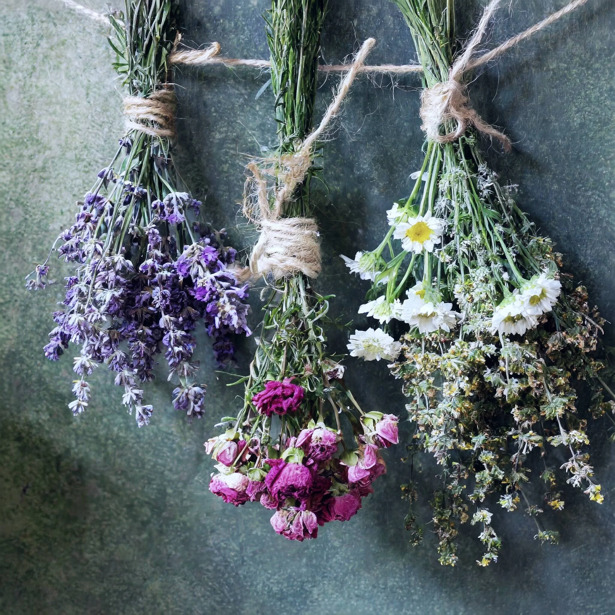 An Herbal Guide to the New Moon in Pisces