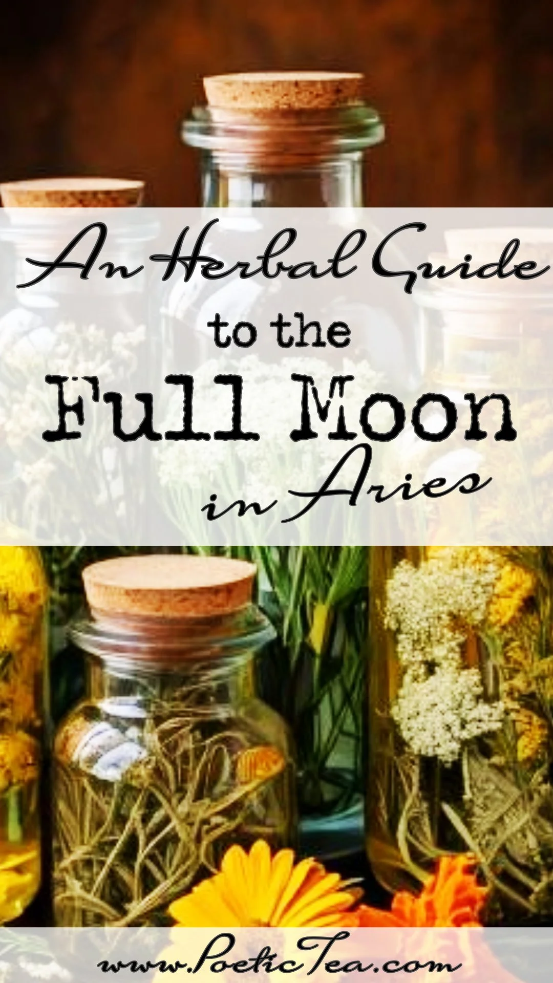 An Herbal Guide to the Full Moon in Aries