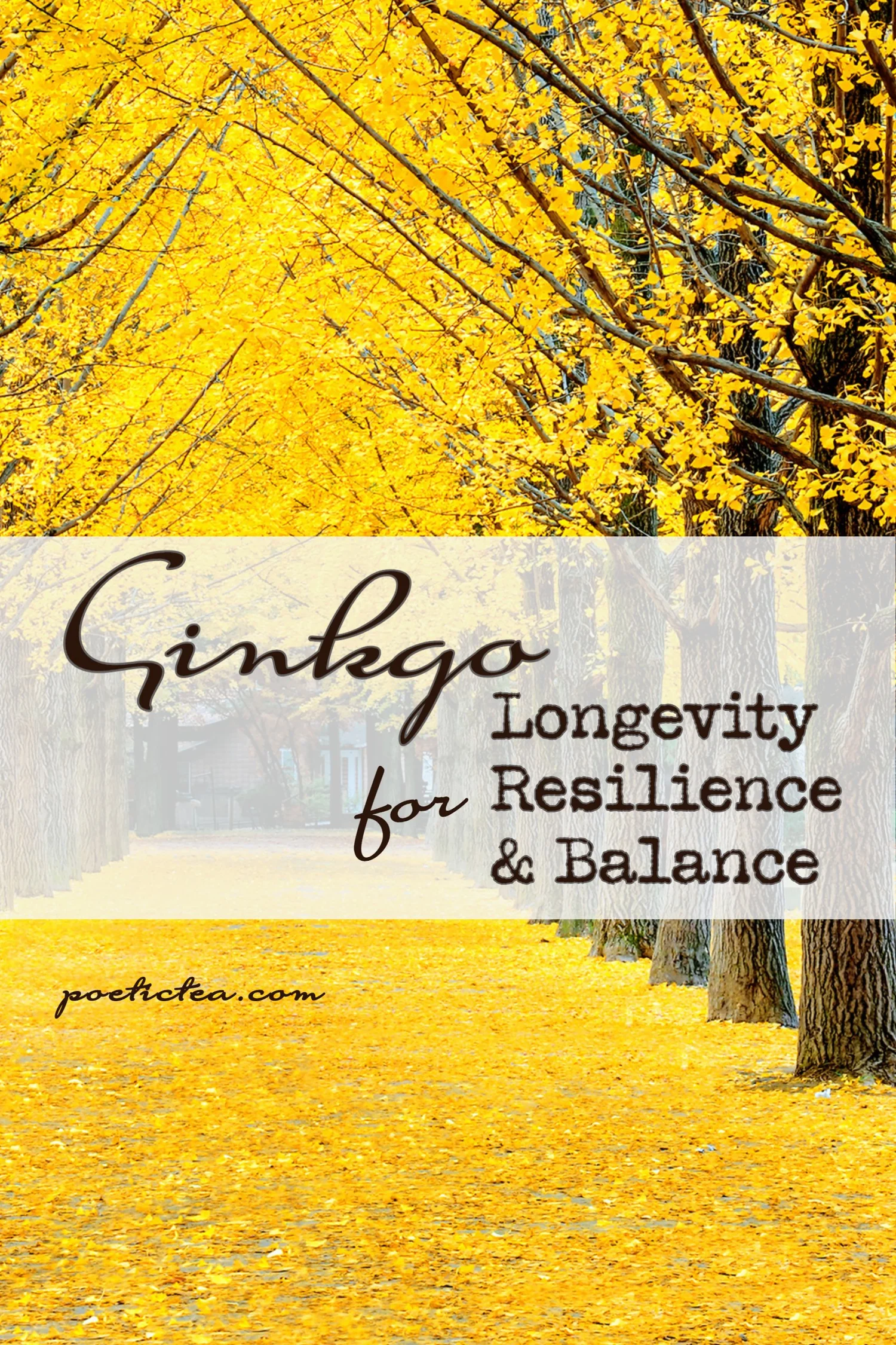 Ginkgo Biloba: Symbolism and Health Benefits — Poetic Tea Company