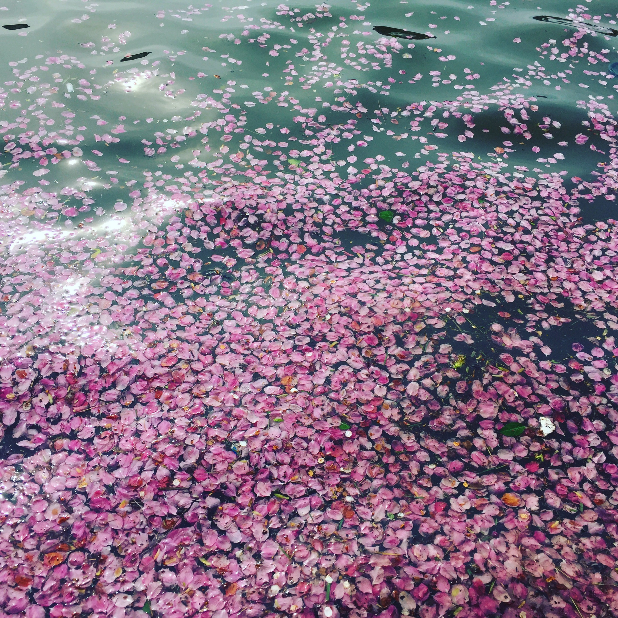 CHAMBER ORCHESTRA SUMMER!