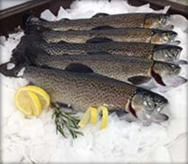 Whole Rainbow Trout (5lbs)