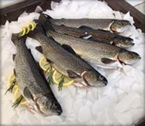 Dressed Rainbow Trout (5lbs)