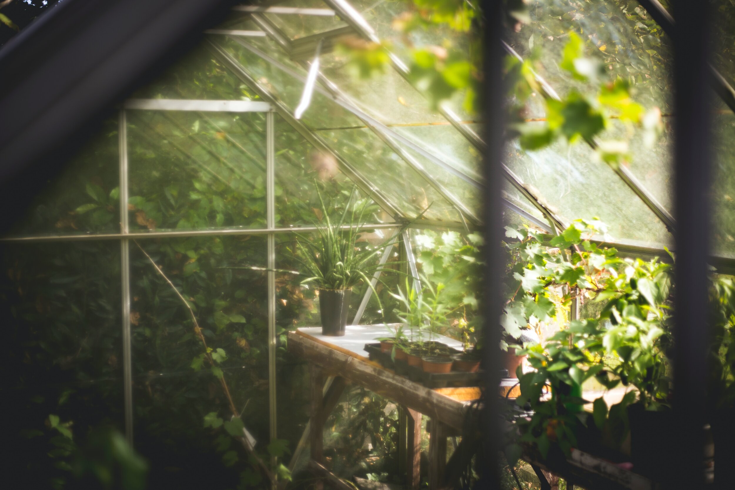 Rare Plant Shop