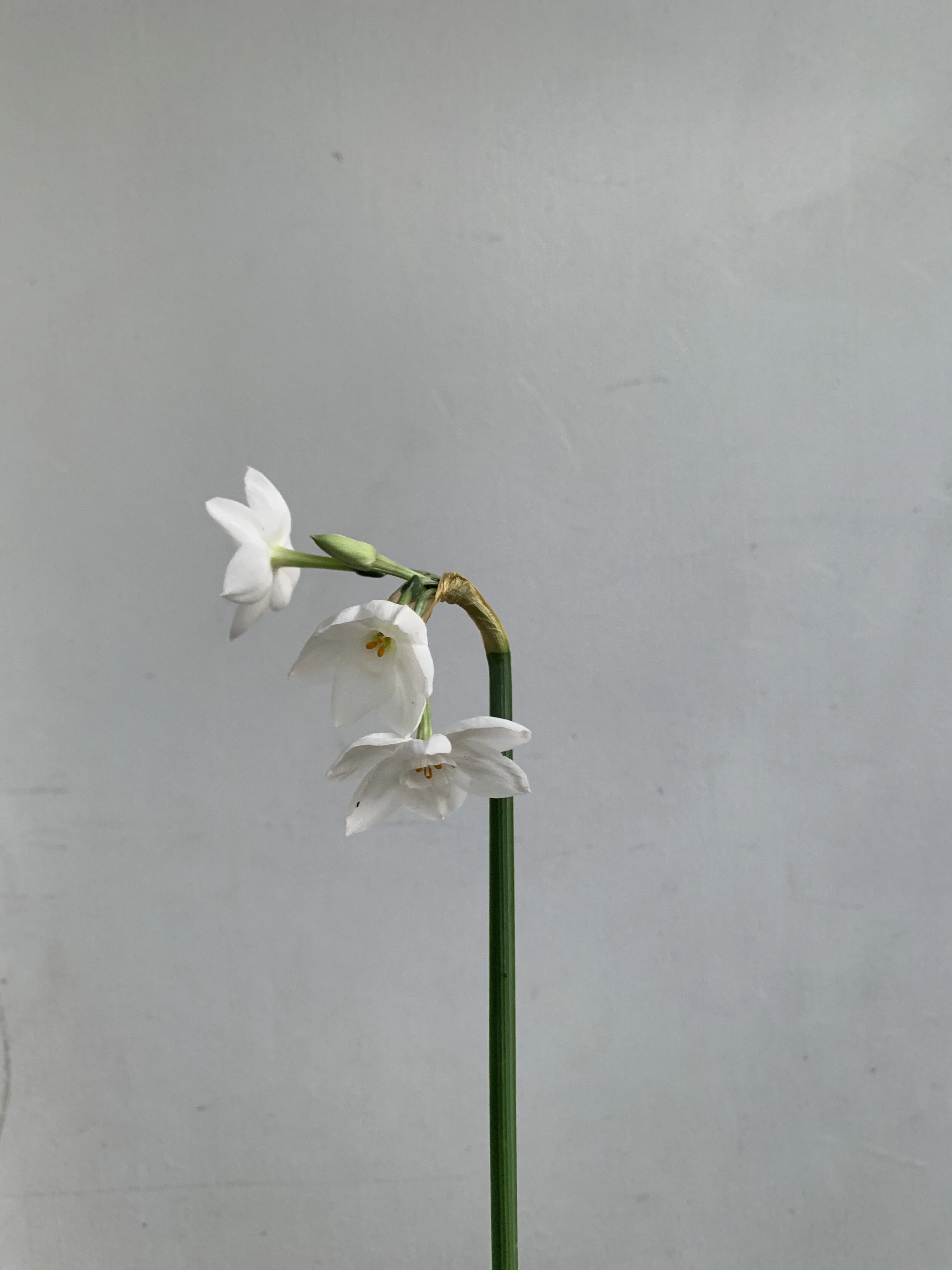 image_55415491.JPG