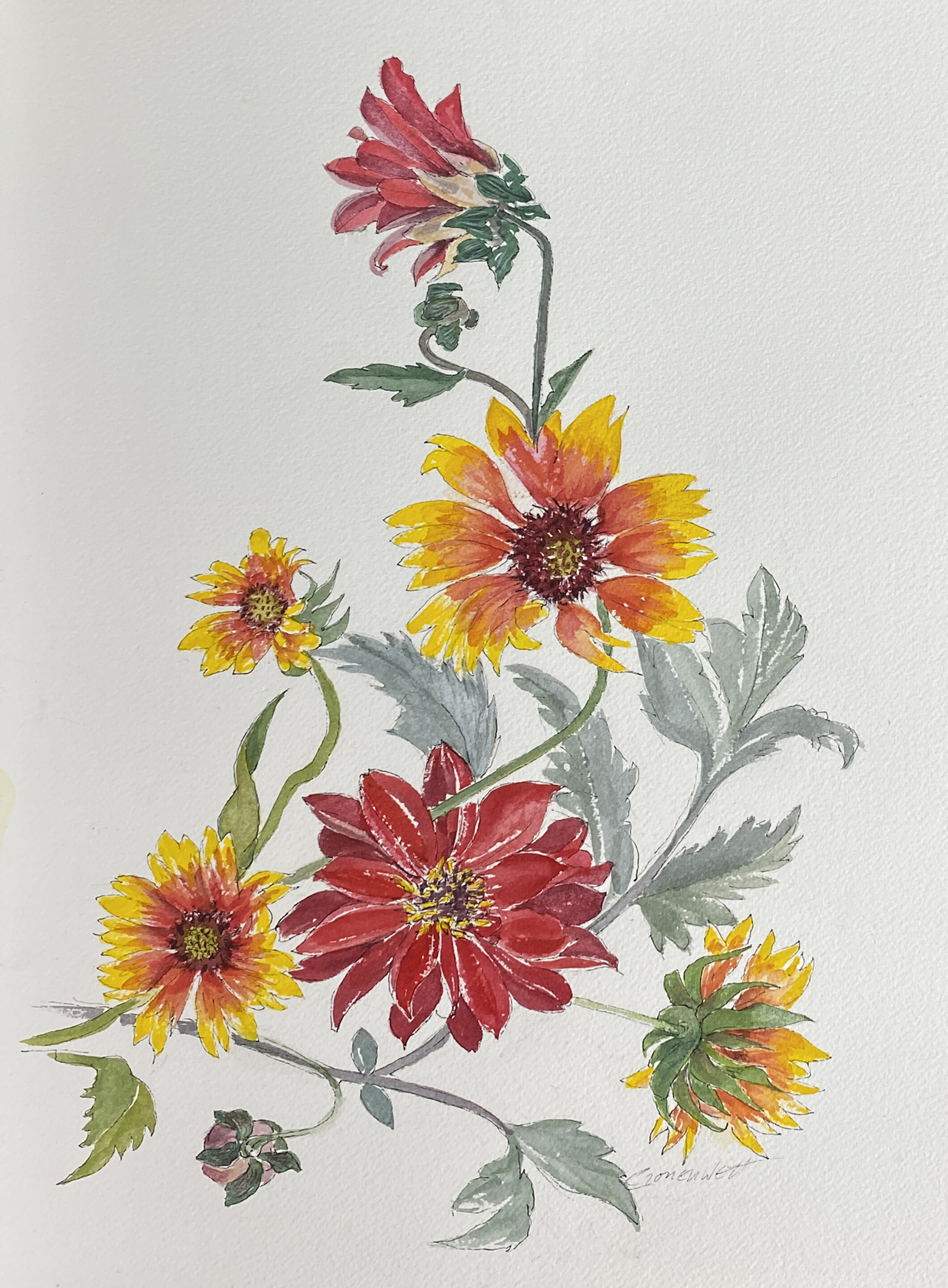 Connie Cronenwett | Blanketflowers and Dahlias II (gray leaves)