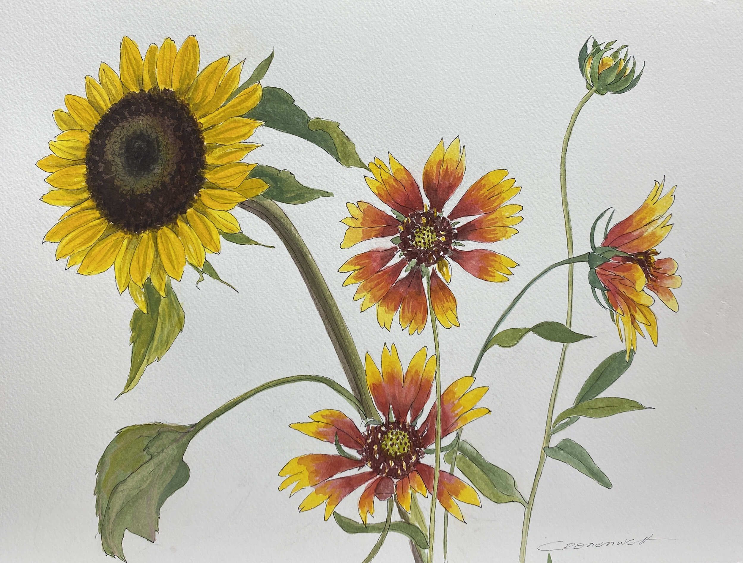 Connie Cronenwett | Sunflower with Blanketflowers