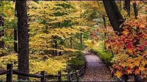 Chorus of the Forest