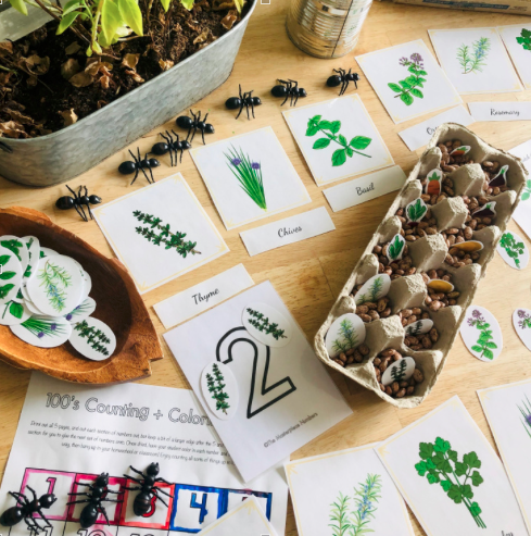 Learn about Herbs in the Garden with us!