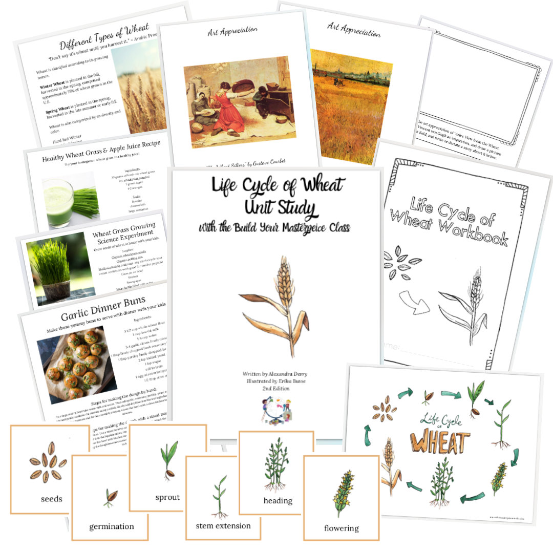 Life Cycle of Wheat Unit Study 2nd Edition Pic.png