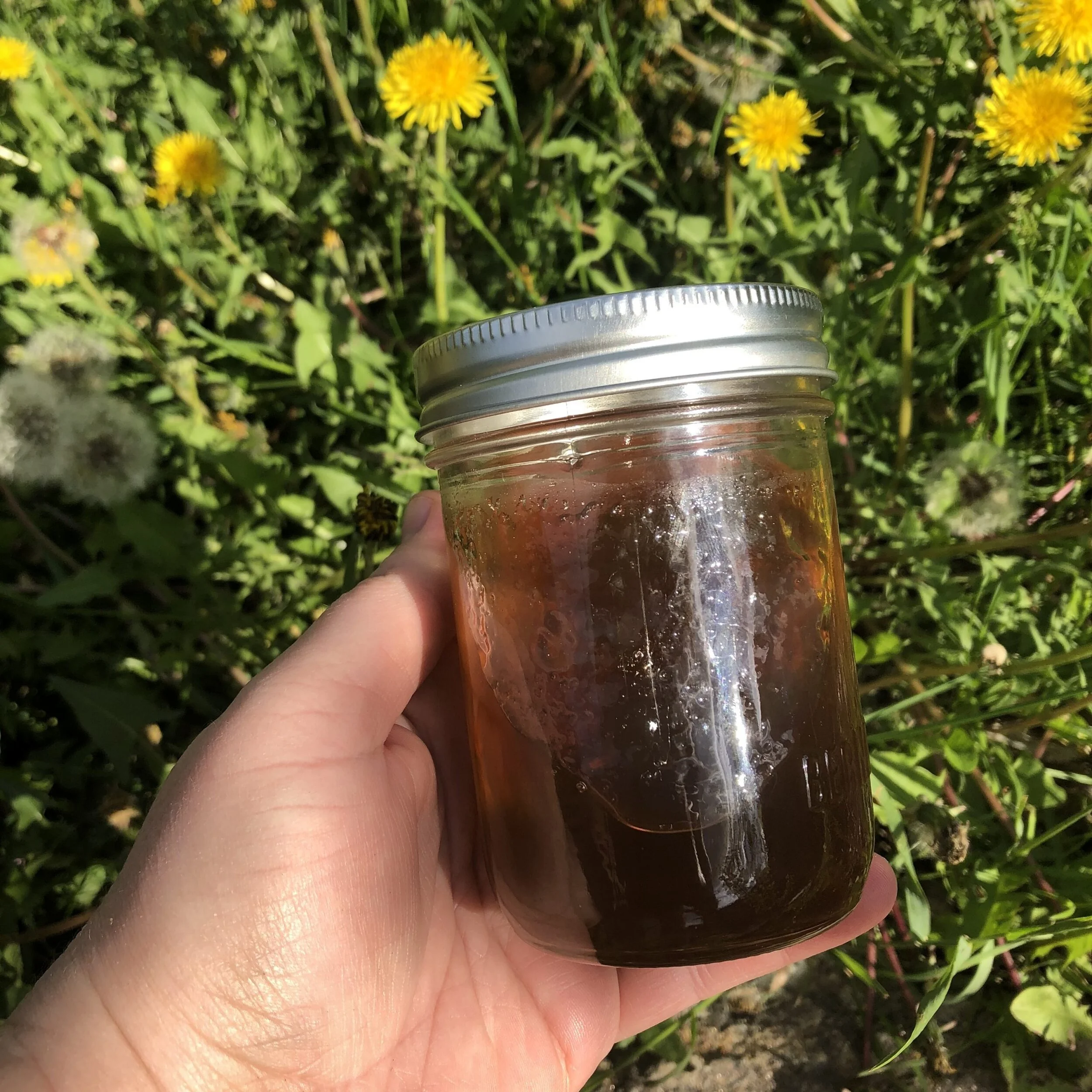 Dandelion Jelly Recipe