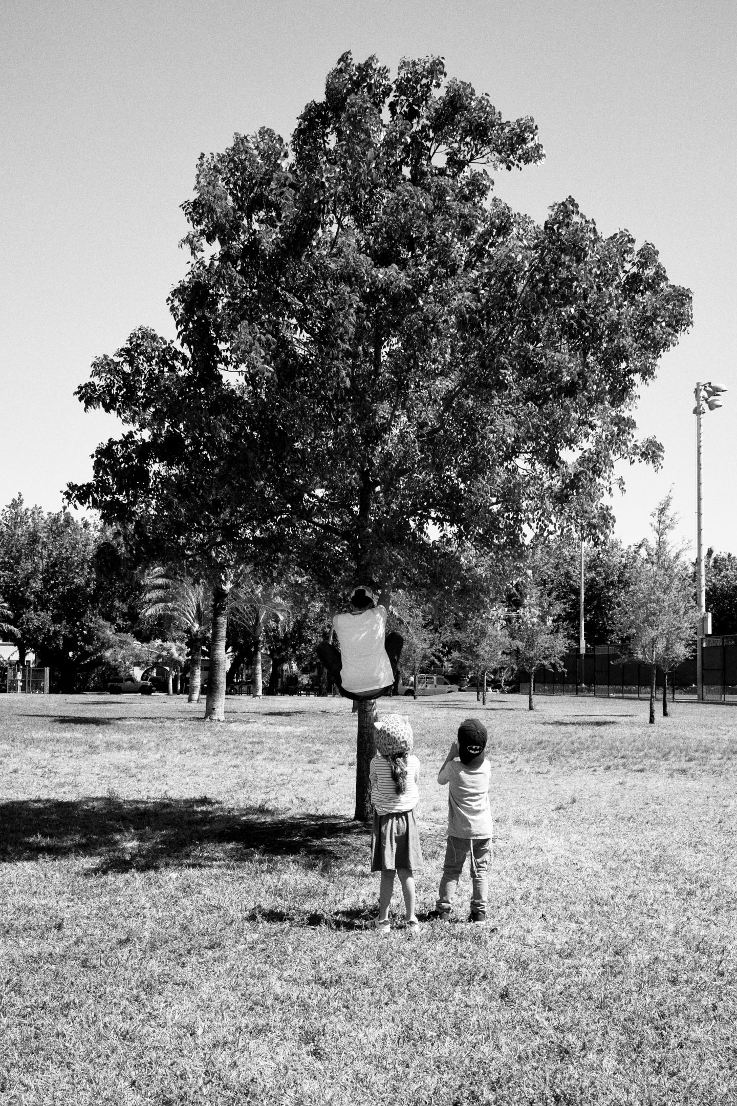 Dad climbs tree.jpg