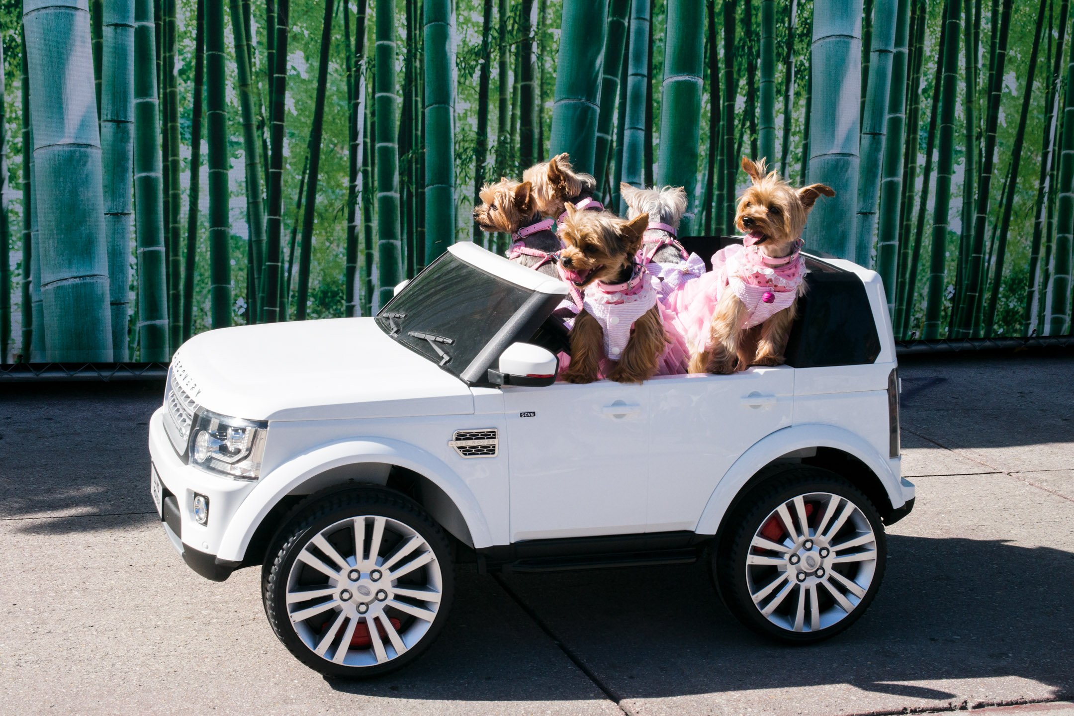 Land Rover Puppies 01.jpg