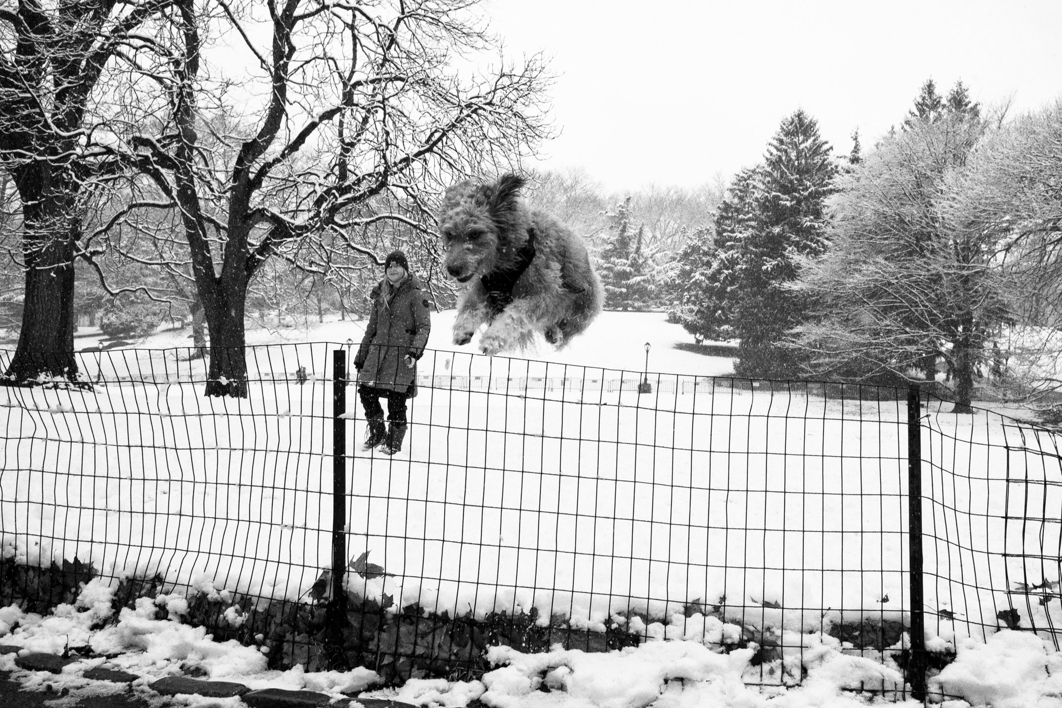 Dog Jump.jpg