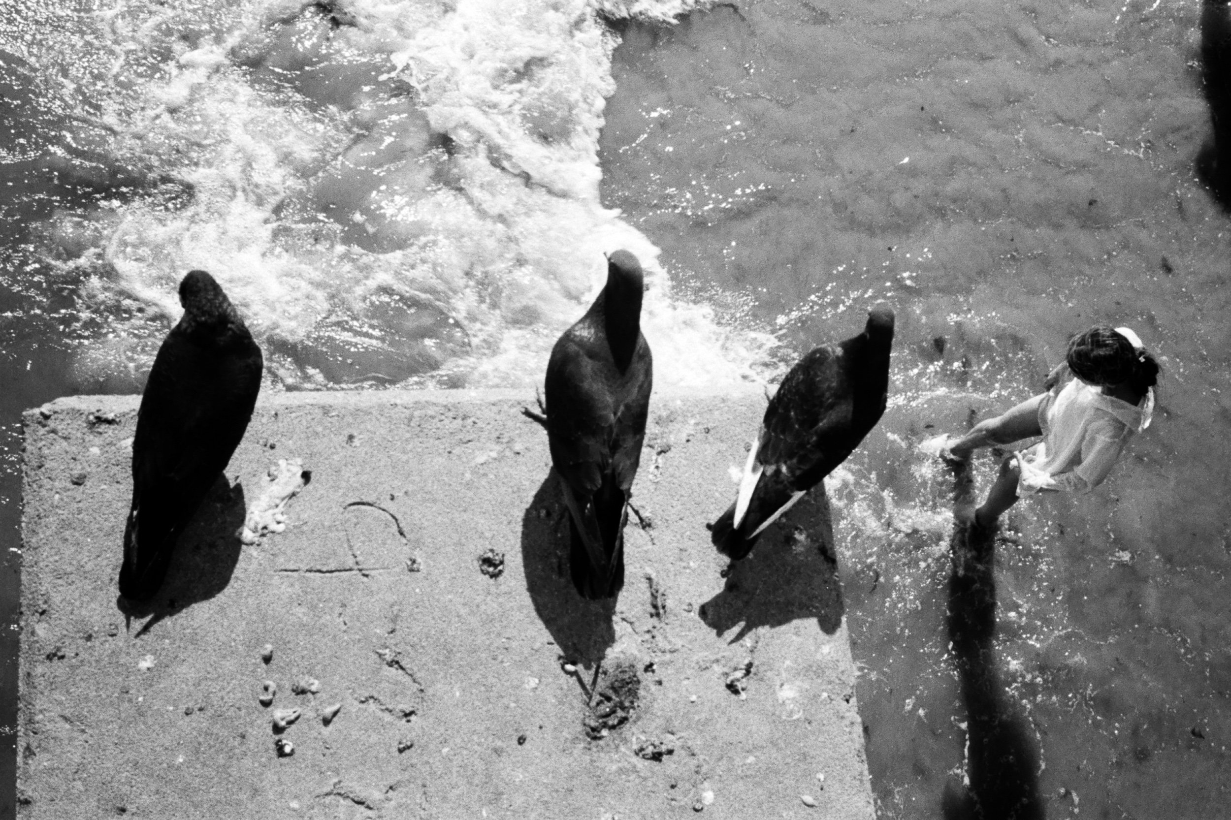 NYC 3 Pigeons.jpg