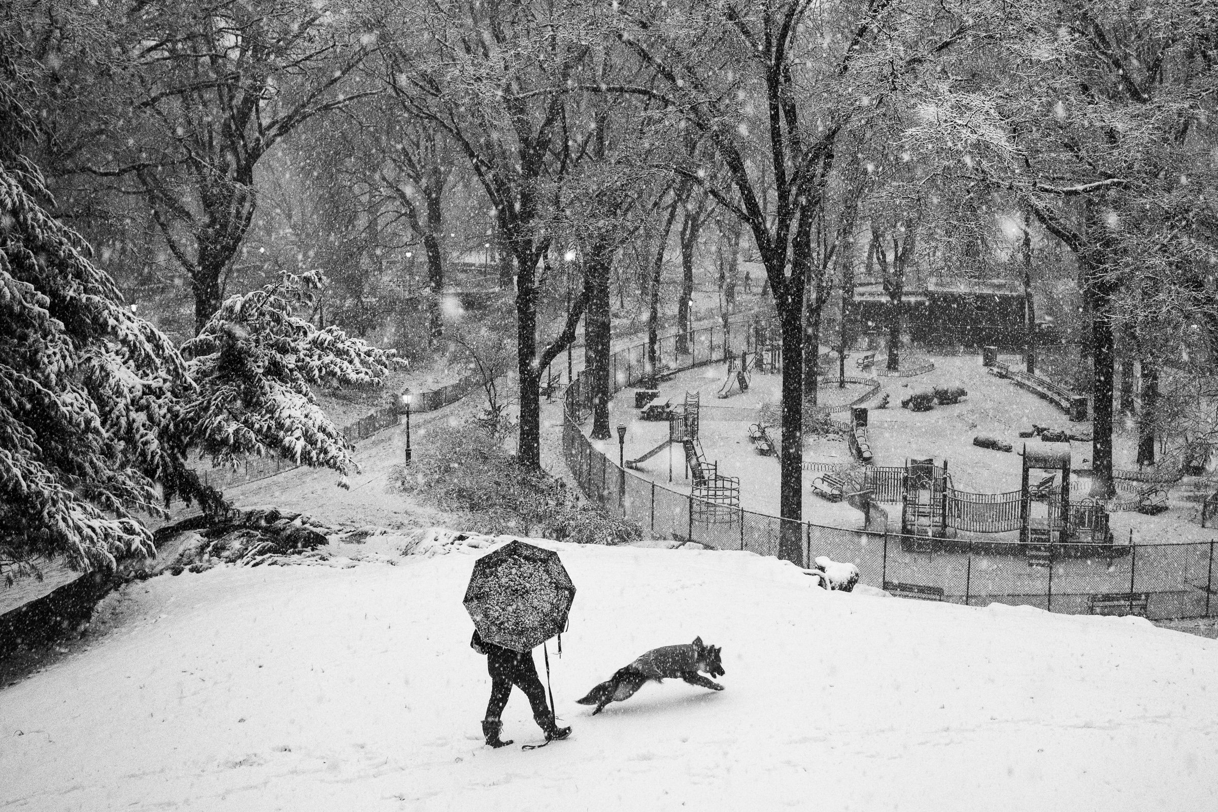 NYC Dog Days of Winter.jpg
