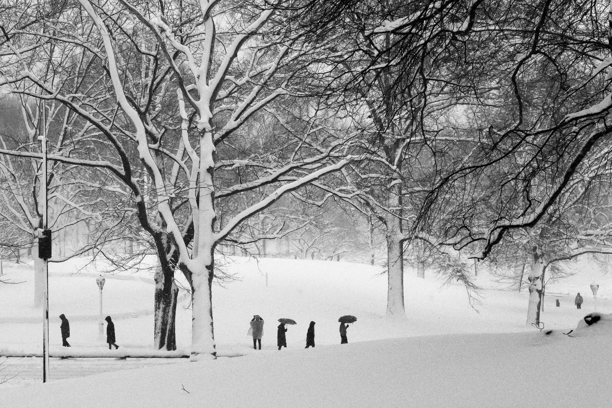 NYC Ducks in the Snow.jpg