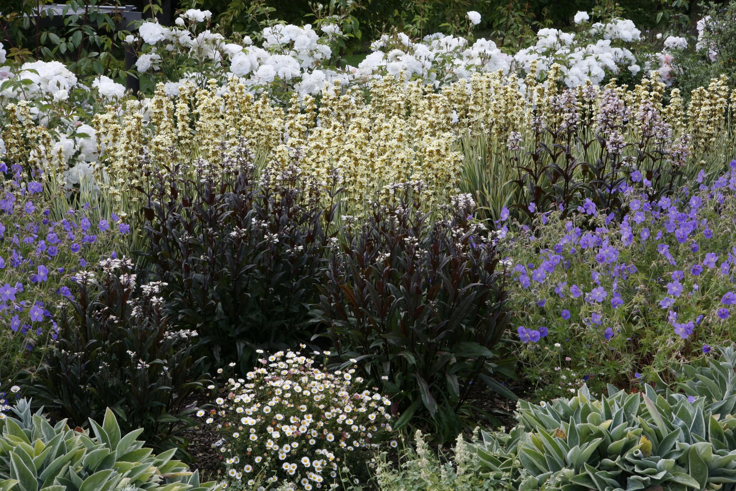 Perennials.JPG