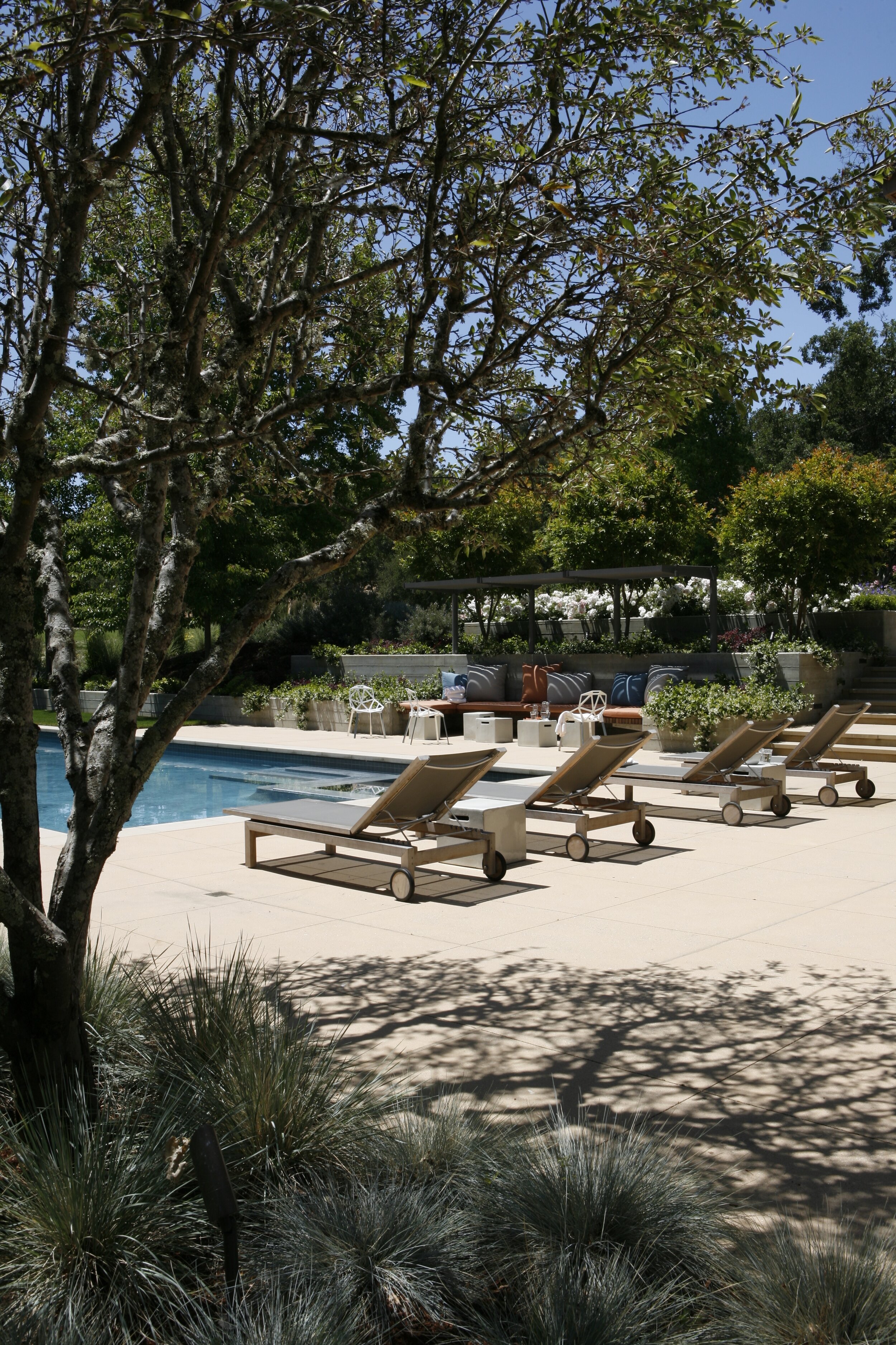 Pool Tree.JPG
