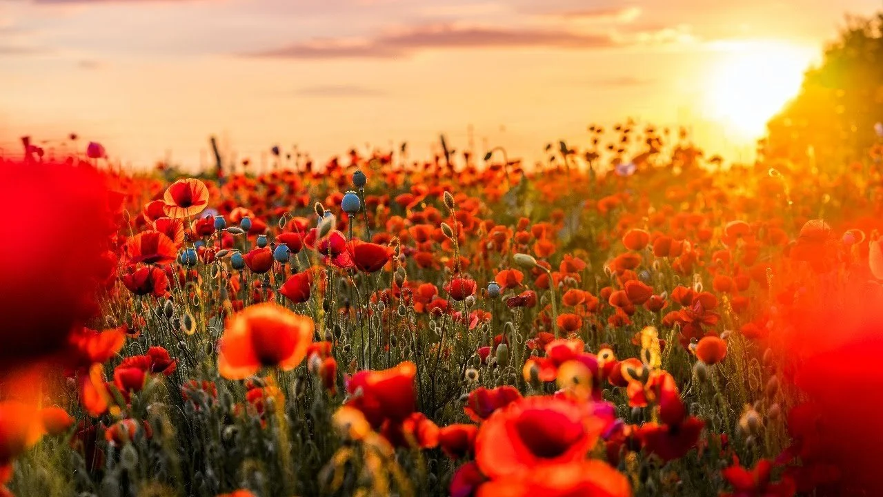 Friday 11th November