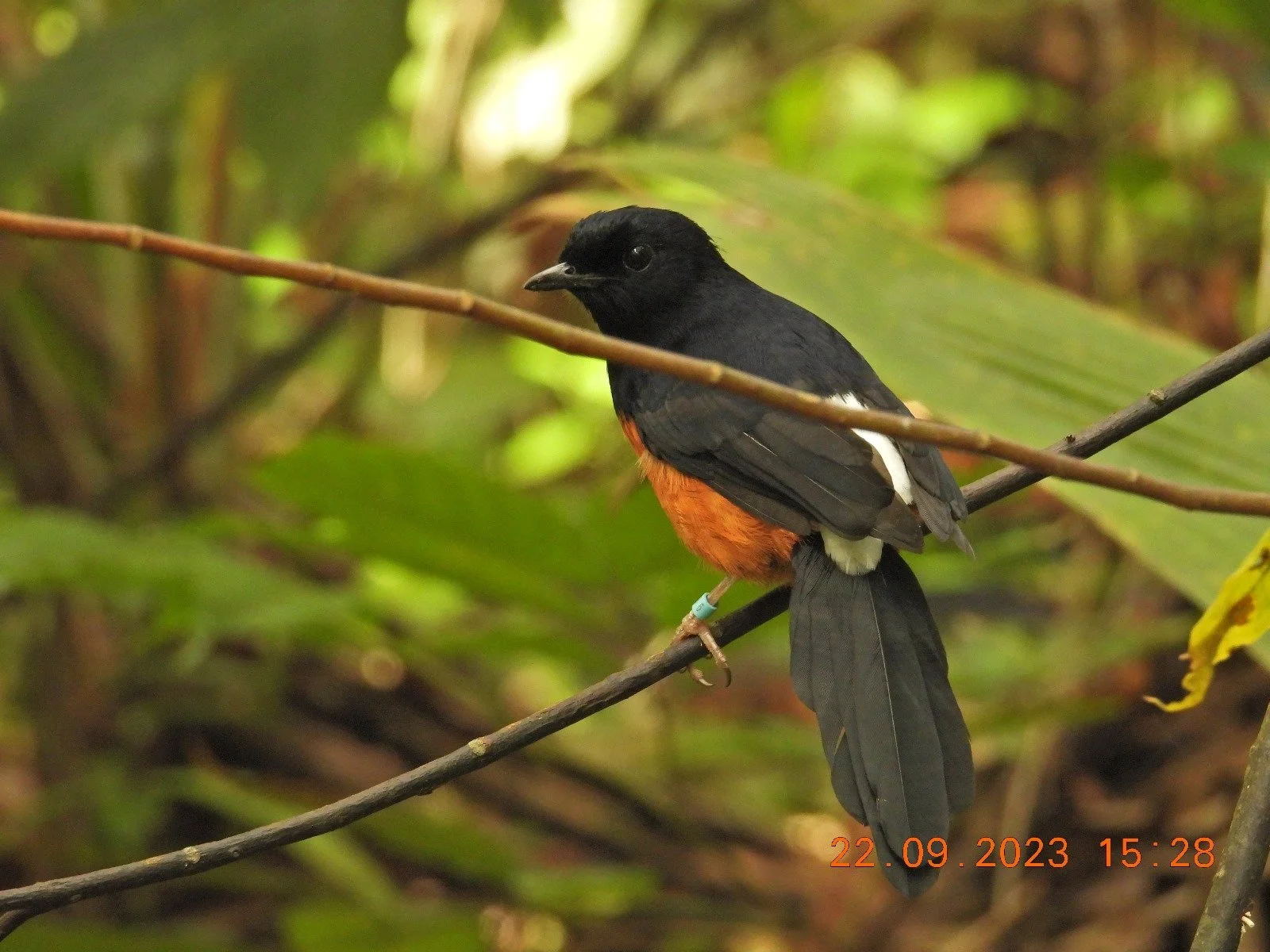 Shama in Release Aviary.jpg