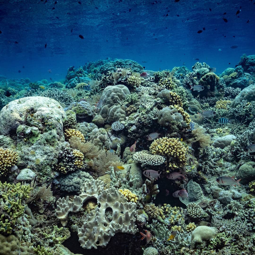 80% of coral reefs in Southeast Asia are considered threatened. Like many coral reefs across the region, Simeulue's are struggling due to raising sea temperatures, destructive fishing techniques and invasive species. 

To help get Simeulue's reefs th