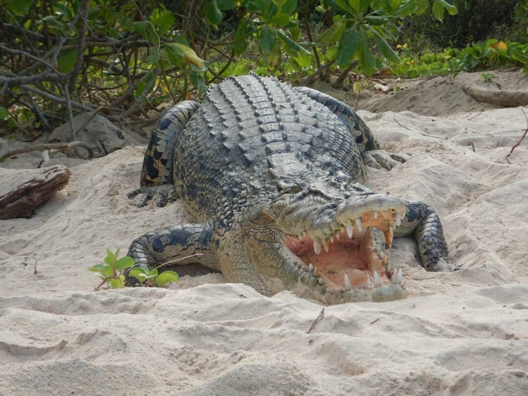 Bangkaru Ranger Update: 
Crocodiles have always lived on Bangkaru but remained mainly hidden in the rivers and swamps. We believe that this crocodile, who has been laying on the turtle beach, is a mother guarding her nest.
One morning the rangers cam