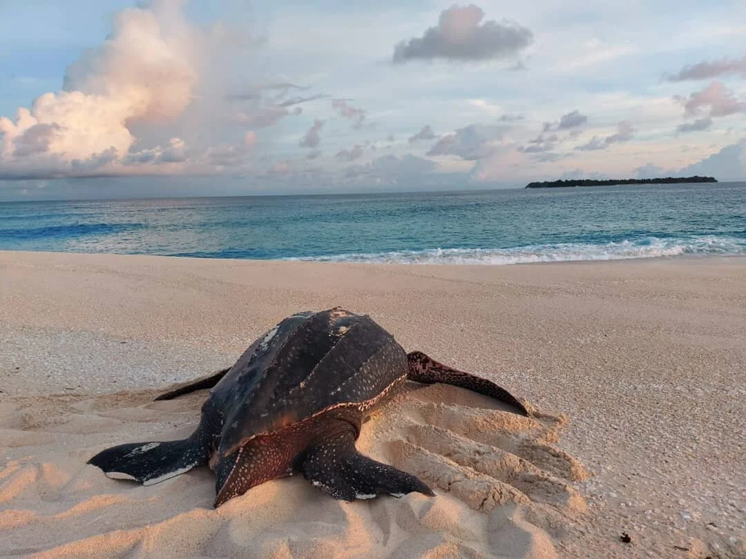We are very excited to announce the start of our new ranger programme on Selaut Island. Through surveys we suspect this island might be one of the most important nesting sites for the Northeast Indian Ocean leatherback subspecies in Indonesia. The su