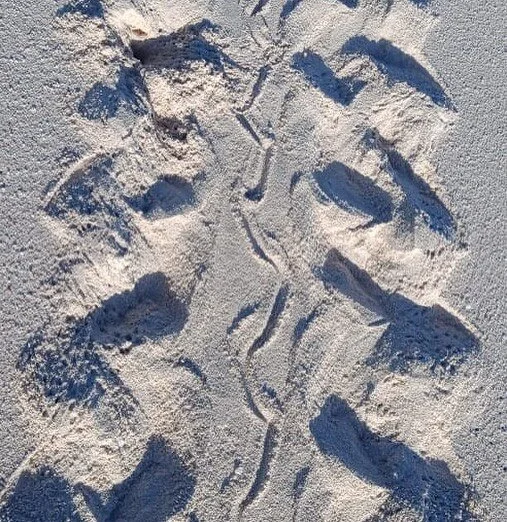 Tracks from Selaut Island today. What kind of animal do you think it is? And what species? 

We&rsquo;re so excited to finally have a full time presence of rangers on this island &amp; to be protecting the next generation of these ancient creatures. 