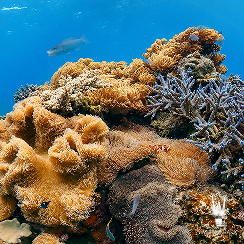 03 Coral.png