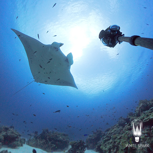 04 Manta.png
