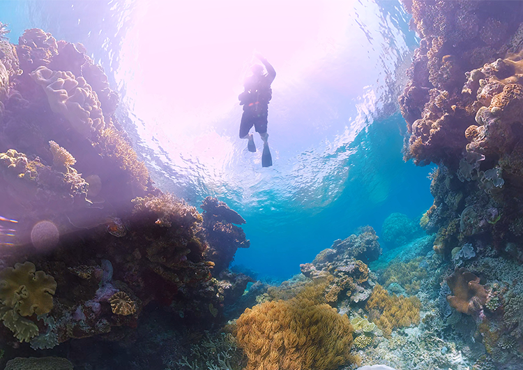 LIFE IN THE GREAT BARRIER REEF