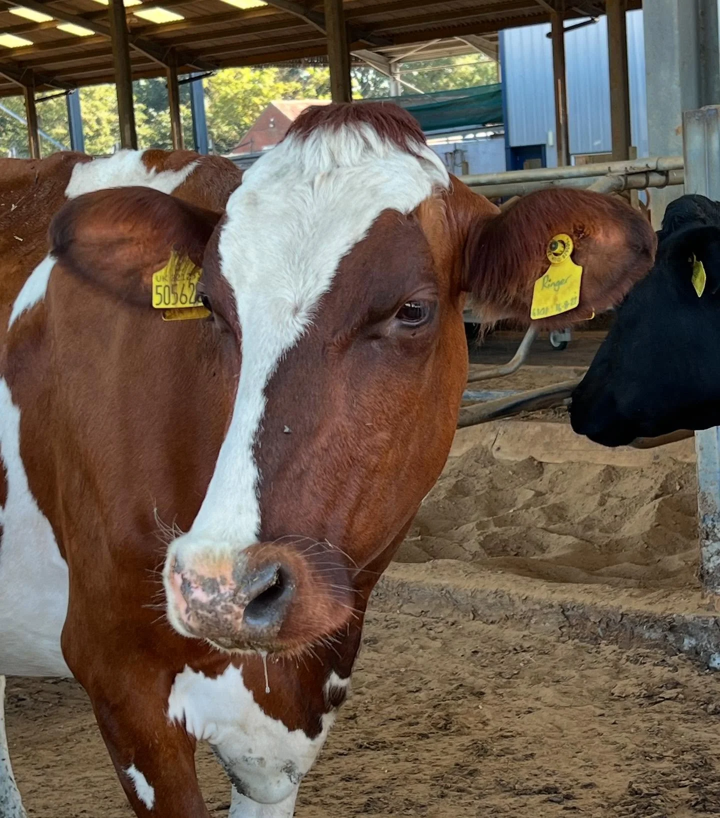 Calves popping out everywhere!  Guess my favourite colour of dairy cow 🤔 and the pink noses have it 🤩