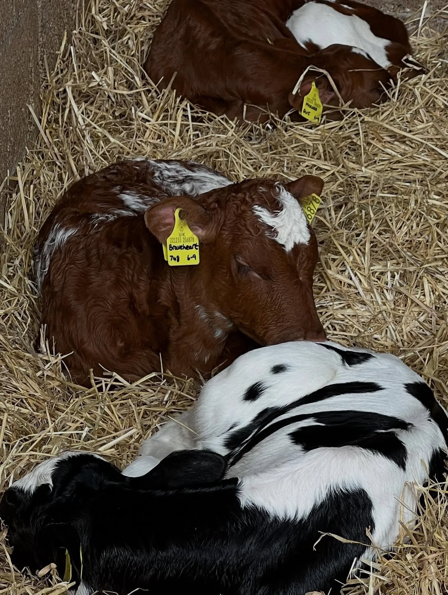 I spy a Dairy Shorthorn heifer snoozing in the straw&hellip;she&rsquo;s awake and heading towards me for a lickty lick! Such beautiful markings but strong competition from the red and white Holstein and the pretty Ayrshire in the corner 😍