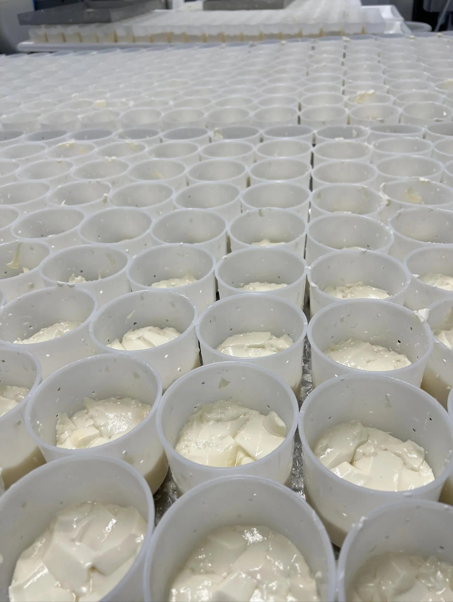 Even after all these years it excites me to see the transformation from milk to curd to cheese. Look at those freshly unmoulded St.Jude that were milk on Monday morning. By Thursday after a day in the hastener room the geotrichum has grown, covering 