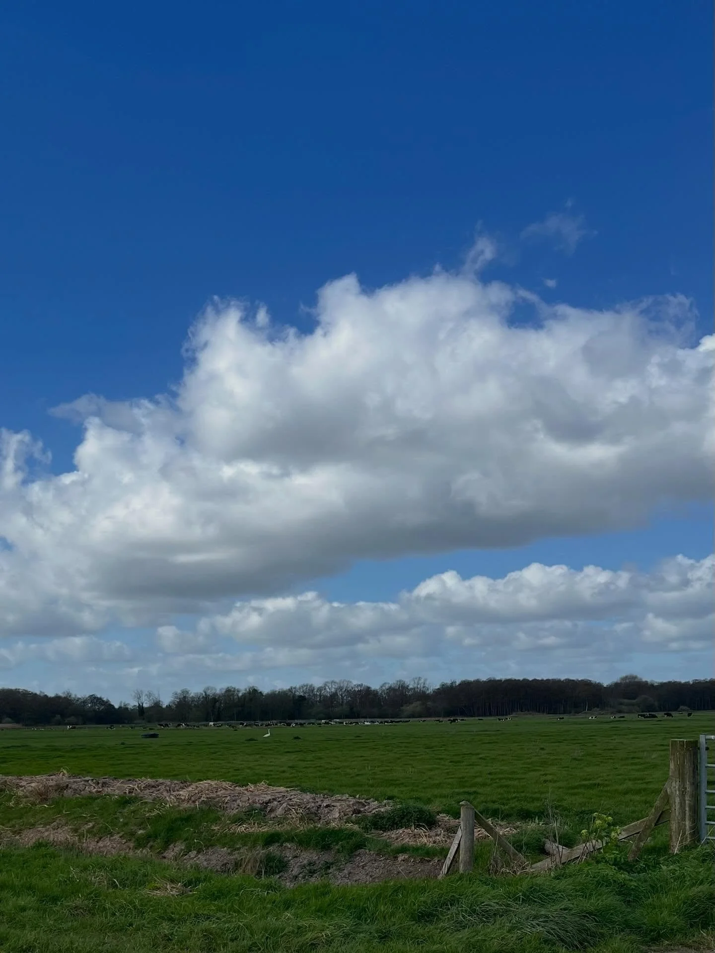 Walked to the Wheatacre Marshes today which is the part of the farm running onto the Norfolk Broads. The skylarks were deafening and I have seen quite a few hares there too. The dogs were on high alert for deer 🦌 which are every which way you turn h