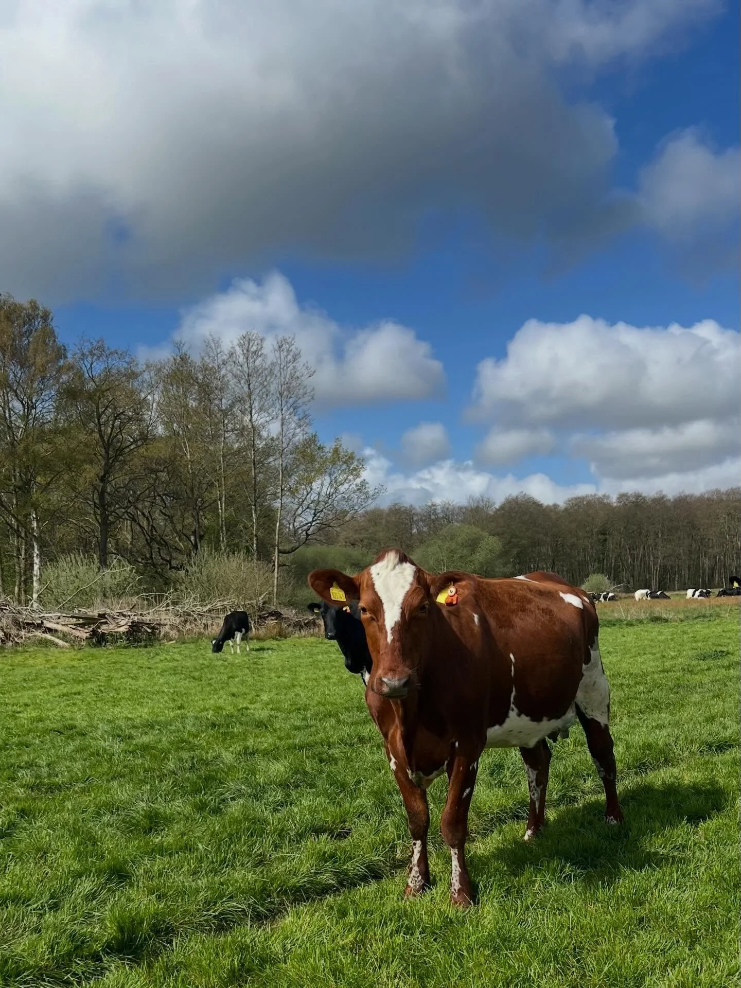 A walk on the marshes to see the girls @esburroughs this morning after salting cheese. Wonderful weather ☀️I thought that I would take some photos of the herd grazing and relaxing&hellip;.but they were too friendly and came up to say hello and ask fo