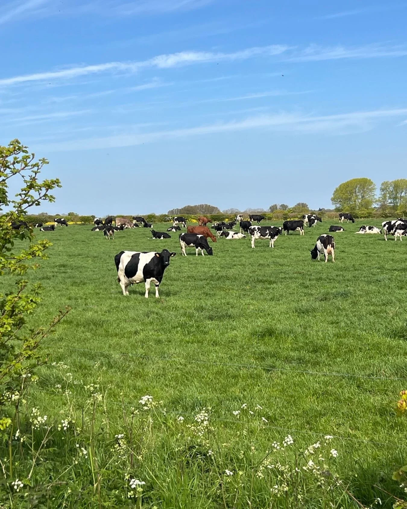 A nice drop of rain last night will hopefully help the pasture as we have been so dry in this corner of England 🤞