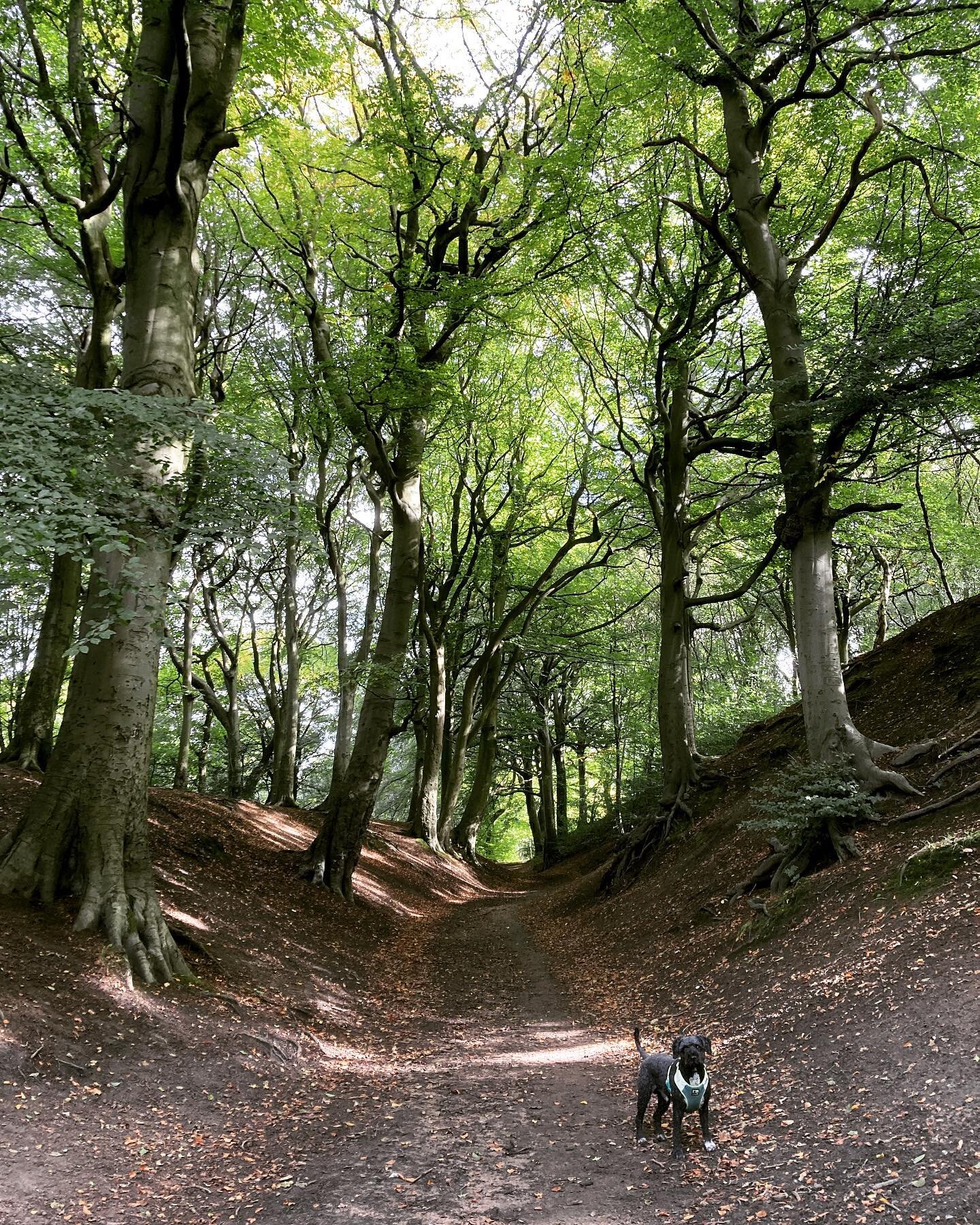 Frank and I are enjoying the crisp autumn weather and our walks around Prestwich. This area has artificially created mounds with huge beech trees and provides a wonderful, atmospheric environment. Frank enjoys running up and down the slopes at speed 