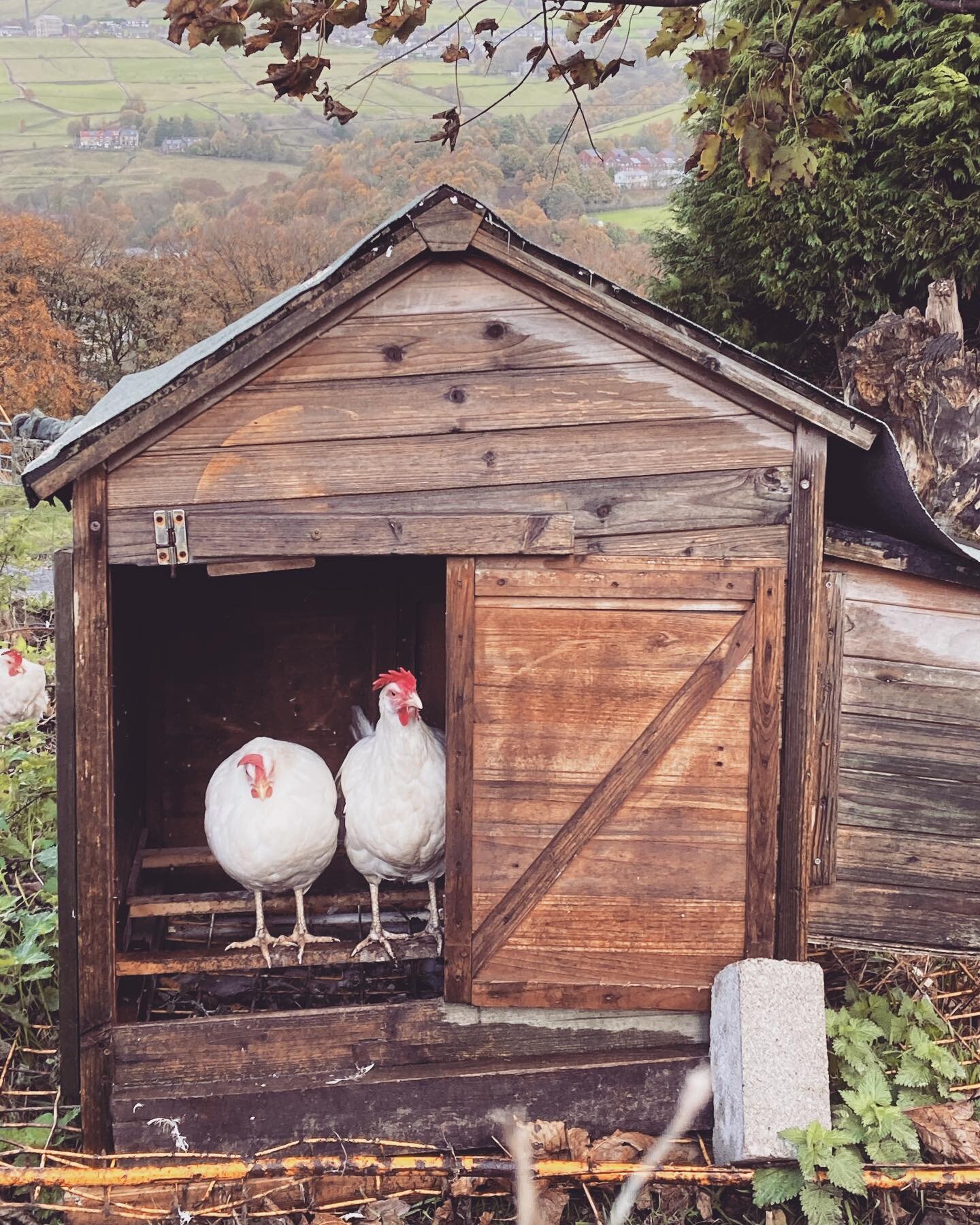 Always good to have a friend to shelter from the rain with! 

#november #rainydays #chickencoop #chickens #shelterfromtherain #hebdenbridge #walkingyorkshire #yorkshire