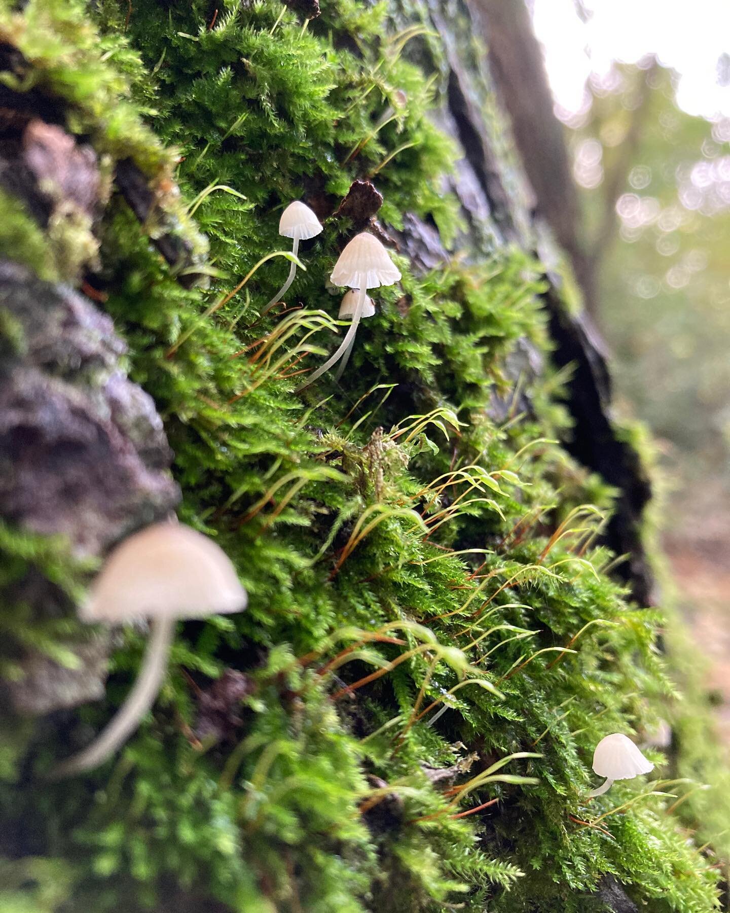 Why was the mushroom invited to the party? 

Have you heard it before? Write the answer in the comments! 

#mushrooms #funghi #tinylittlething #friendtofungi #fungi #ilovemushrooms