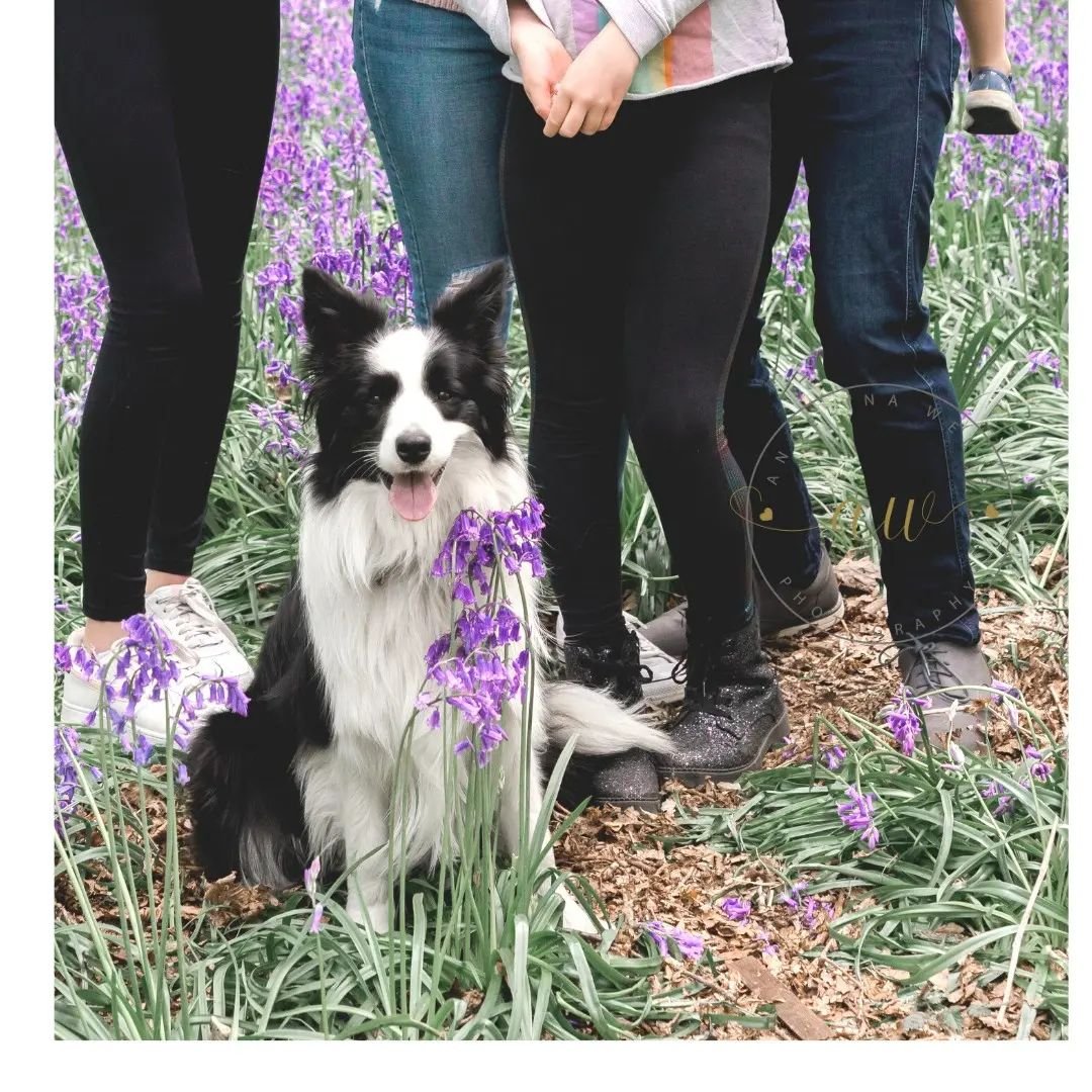 Bring your furry friends.

I do love animals and i always love it when a family asķs if they can join in on the fun. Great memories made, so dont hesitate to ask and bring them along. 

Now spring is here and the bluebells are out, I am considering o