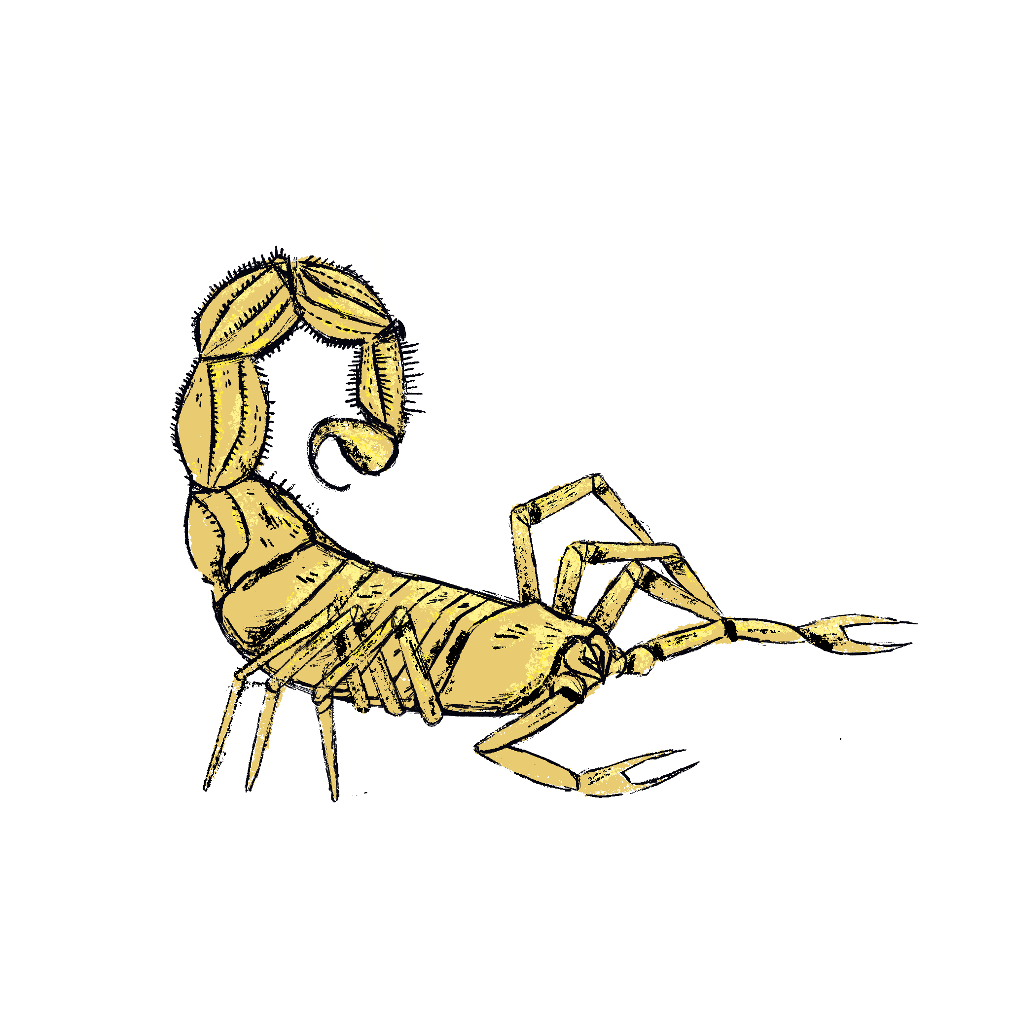 Scorpion.png