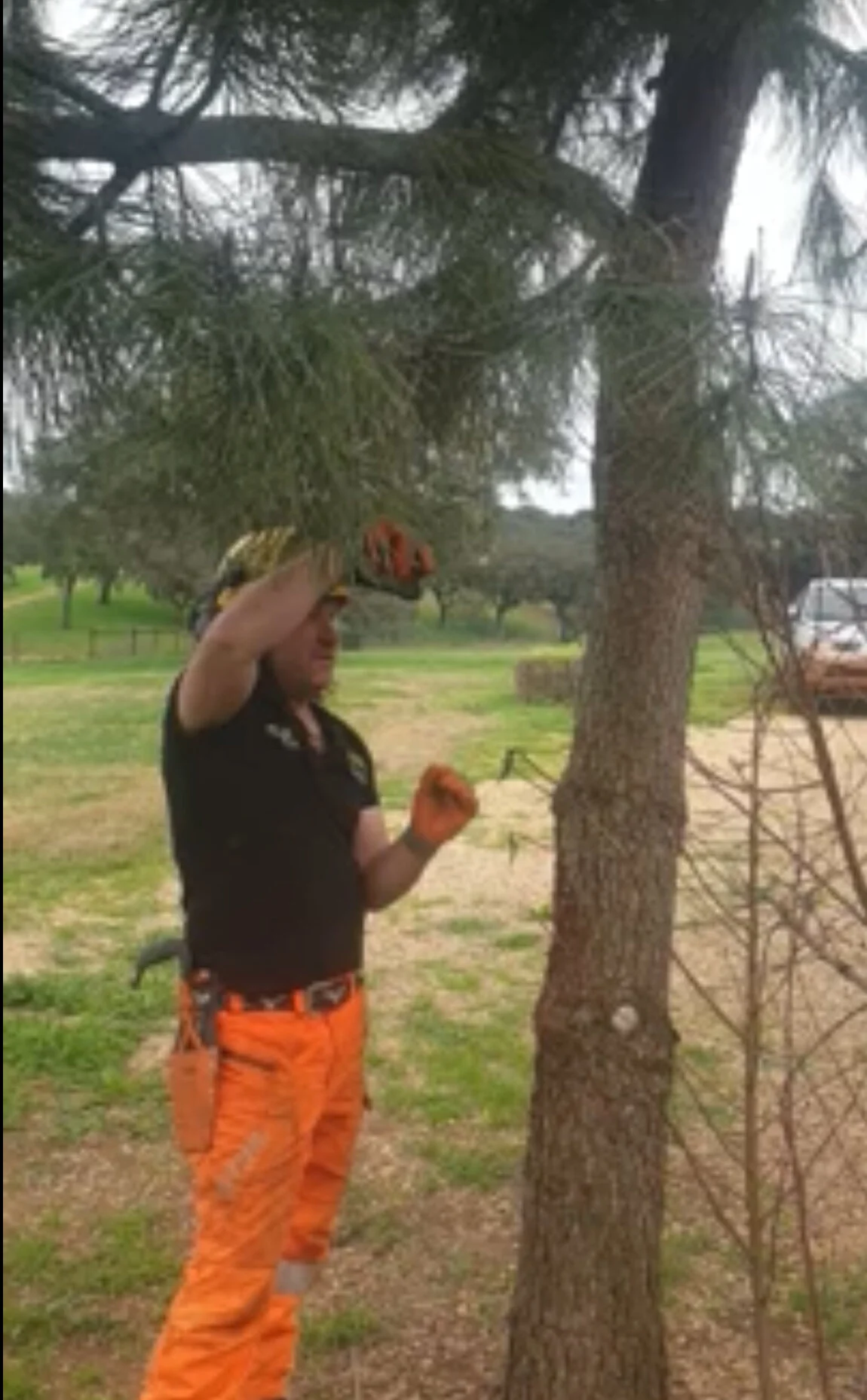 Teaching the Dog Tooth Chainsaw Cut