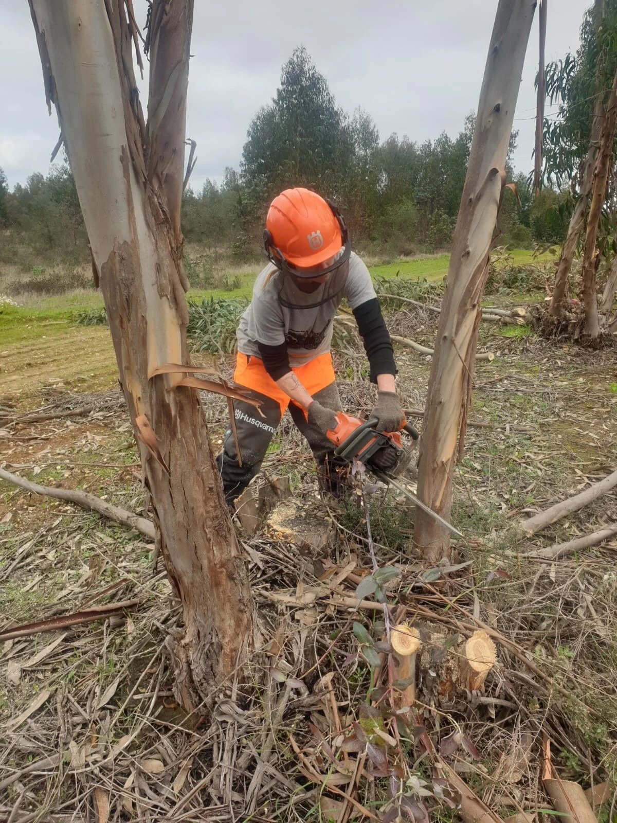 Learning Syntropic Agroforestry with Reflorestar Portugal 