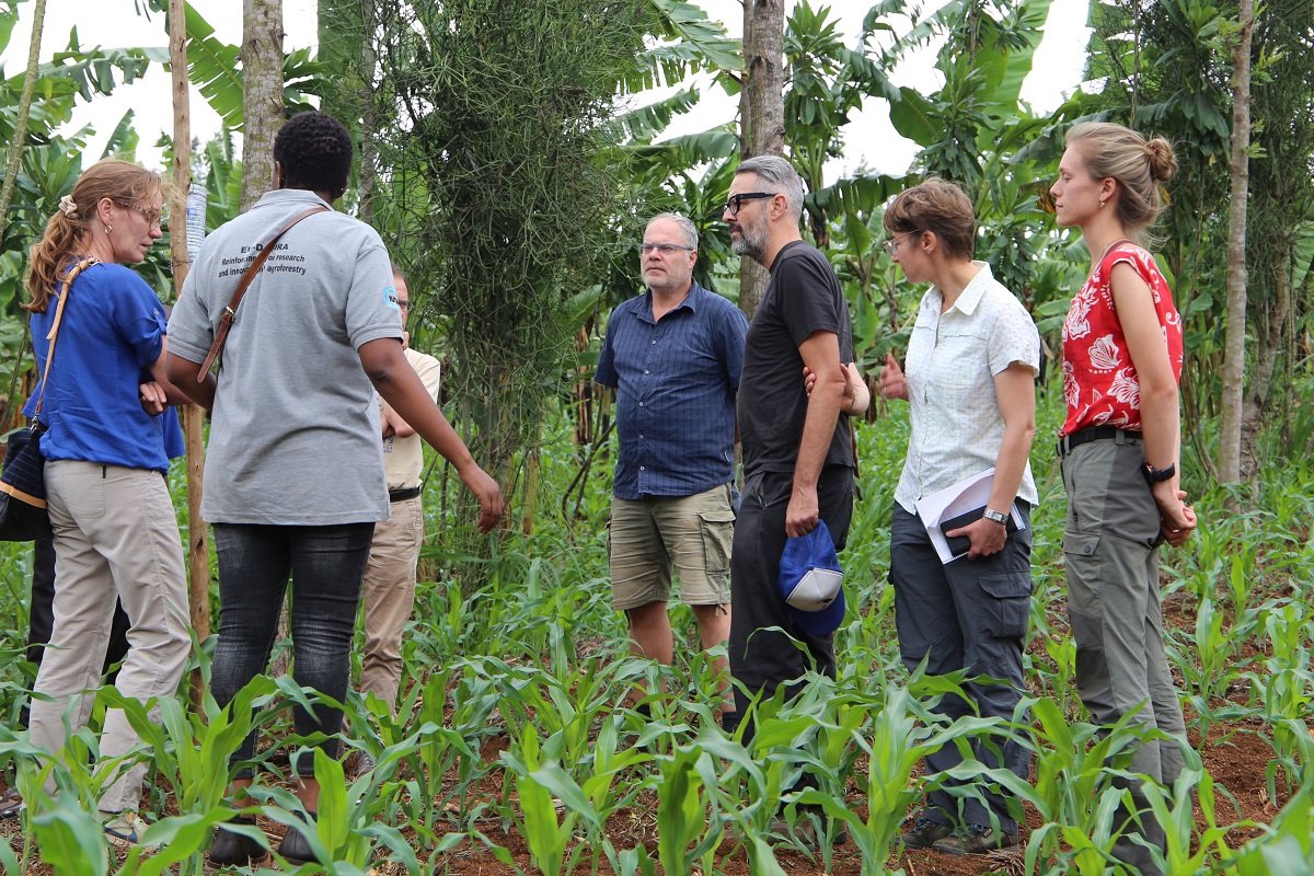 desira-agroforestry-research-project-preliminary-findings-showed-indigenous-trees-key-to-landscapes-restoration-in-rwanda.jpeg