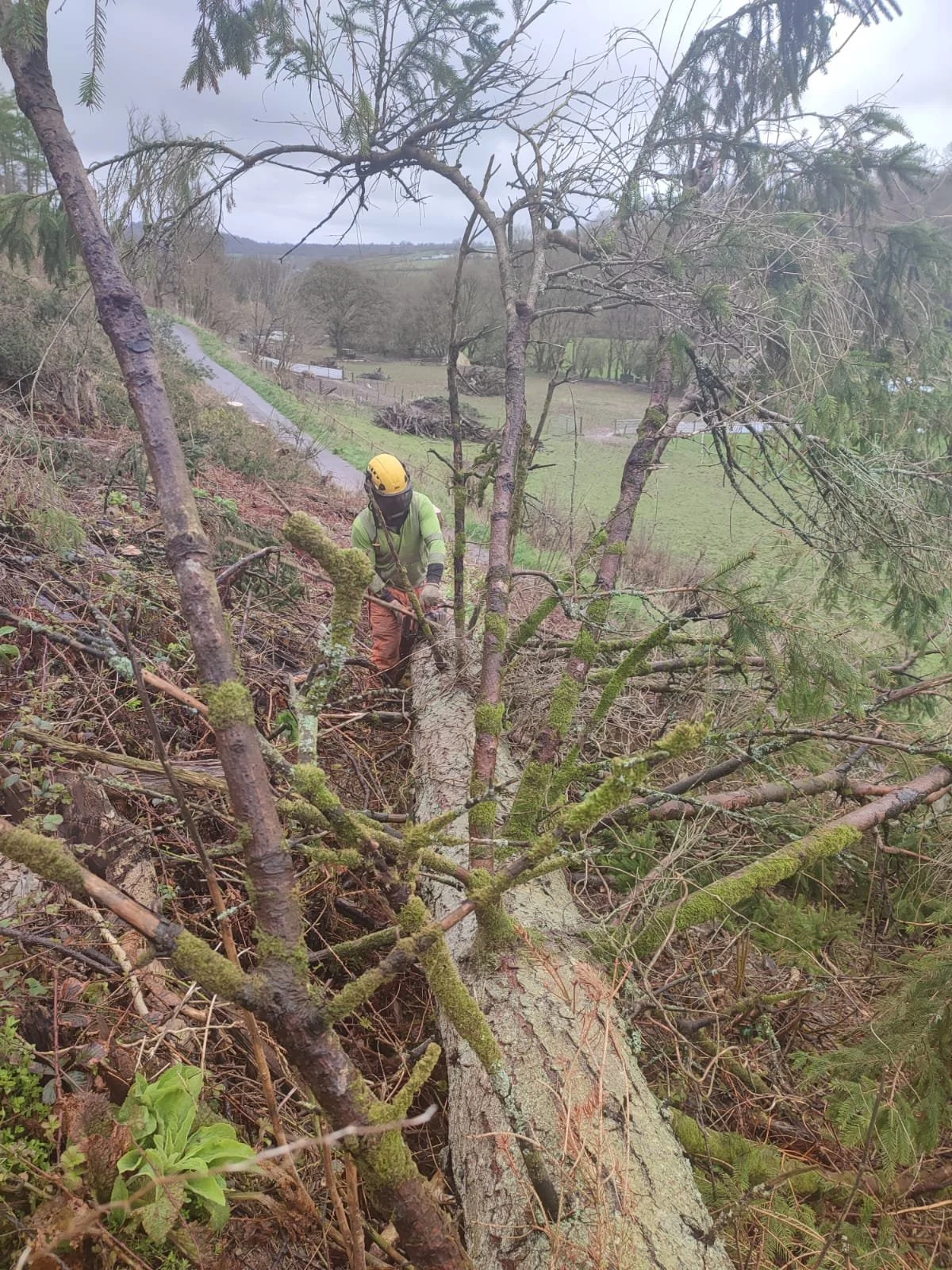 Week of forestry in West Wales