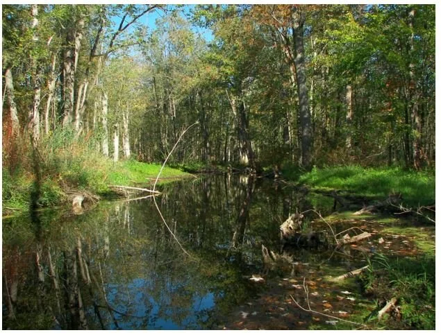  Relocating natural features for development